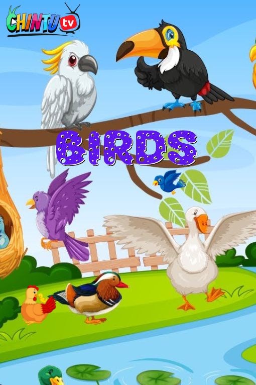BIRDS ABC